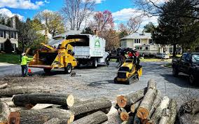 Professional  Tree Services in Fruitridge Pocket, CA