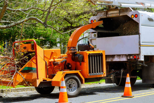 Why Choose Our Tree Removal Services in Fruitridge Pocket, CA?