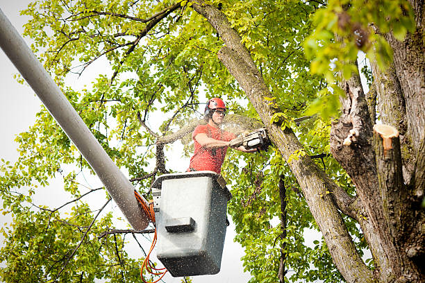 Leaf Removal in Fruitridge Pocket, CA